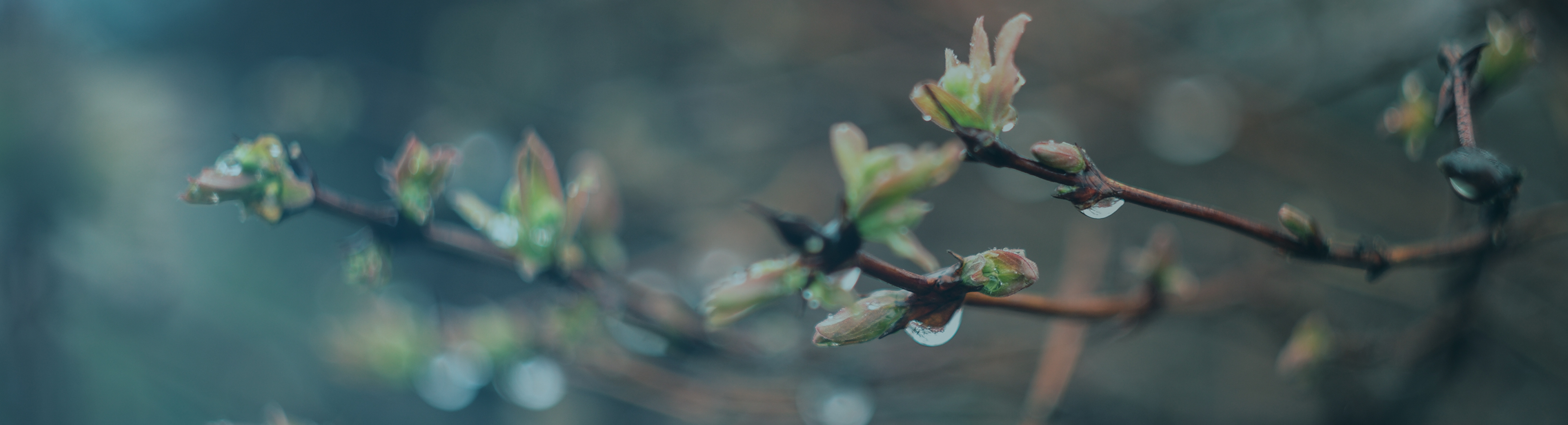new buds on branches