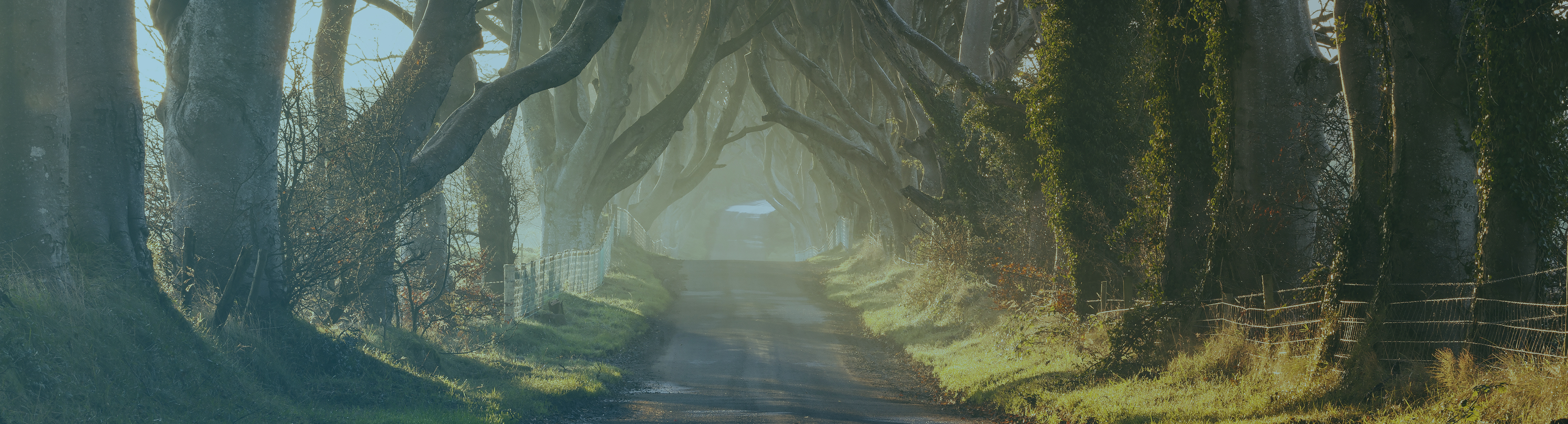 Tree covered road